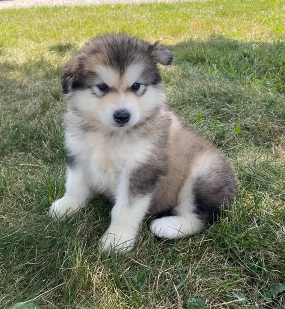 Щенки алaskan malamute зарегистрированные в Кеннел Клубе на продажу