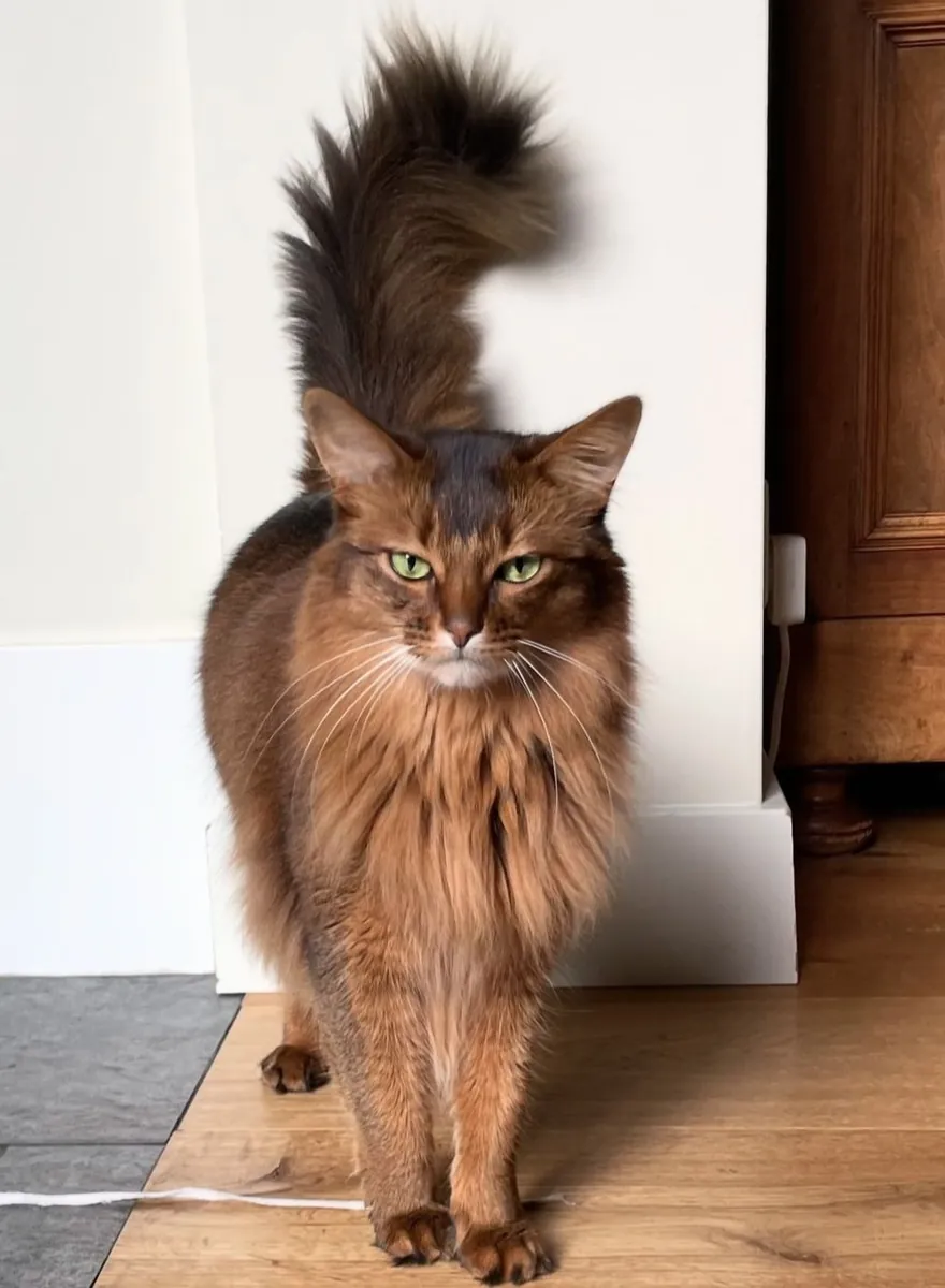 收养索马里猫 | 活泼且友好