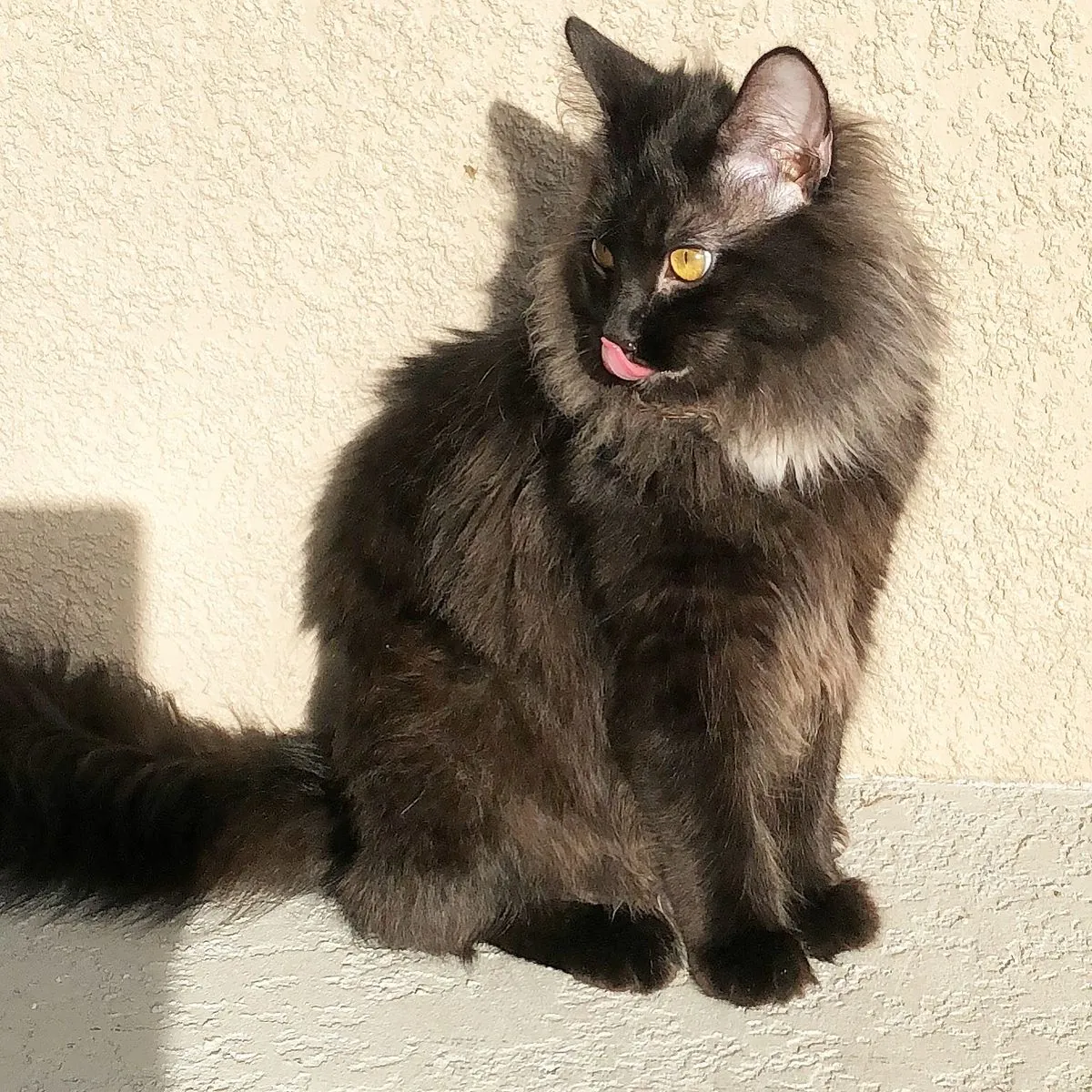 收养香提利·蒂芙尼猫 | 温顺且友好