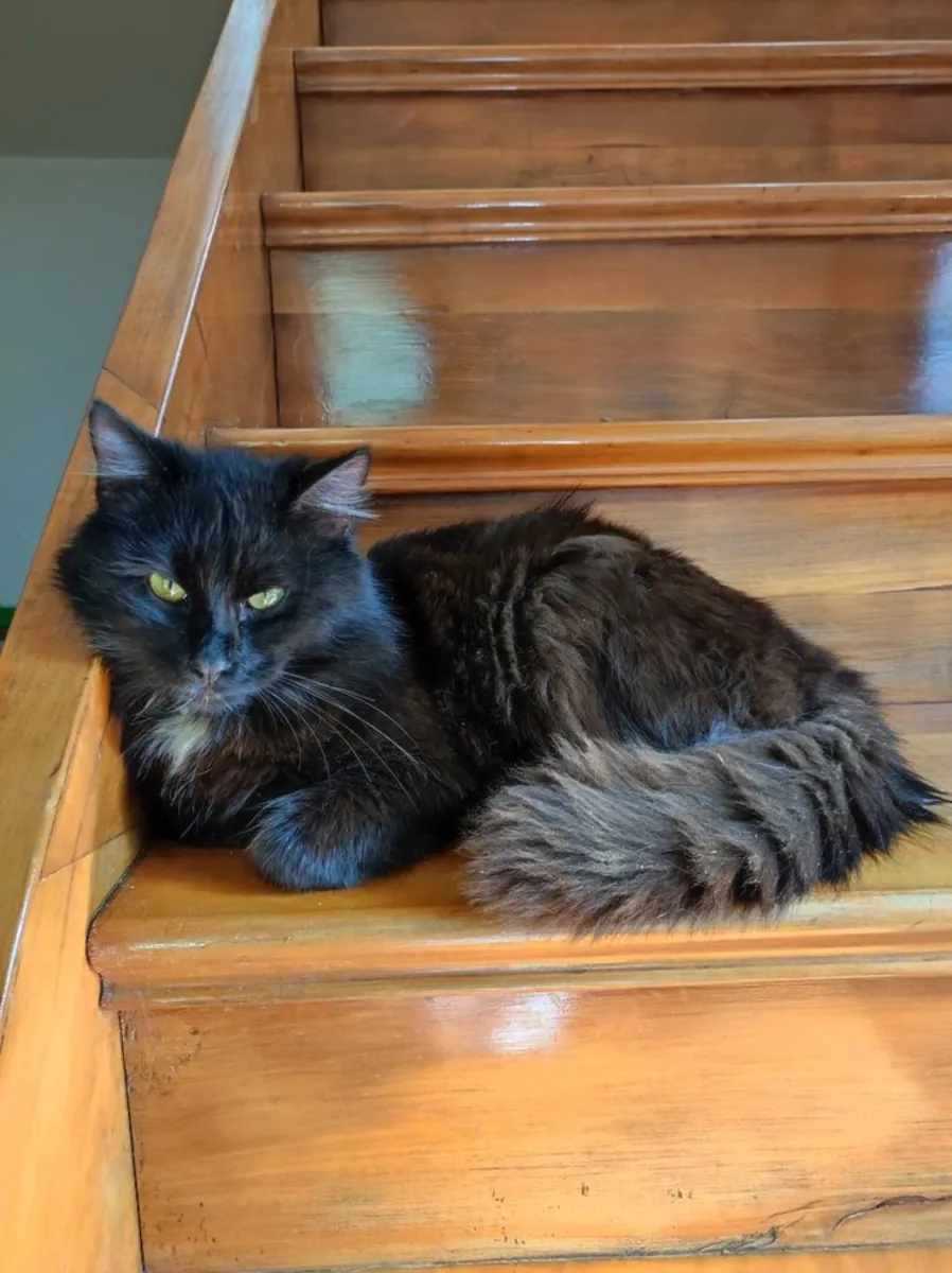 收养香提利·蒂芙尼猫 | 温顺且友好