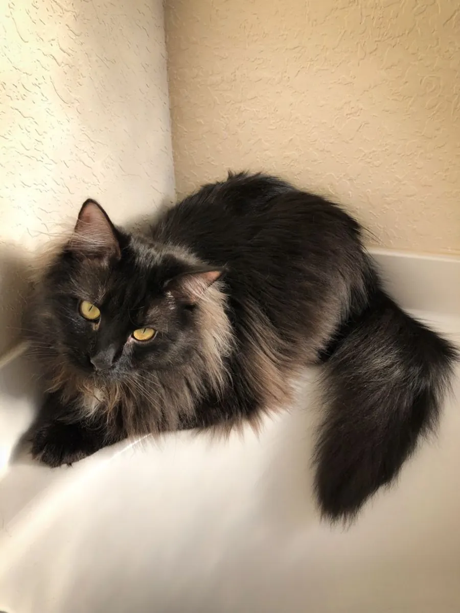 收养香提利·蒂芙尼猫 | 温顺且友好