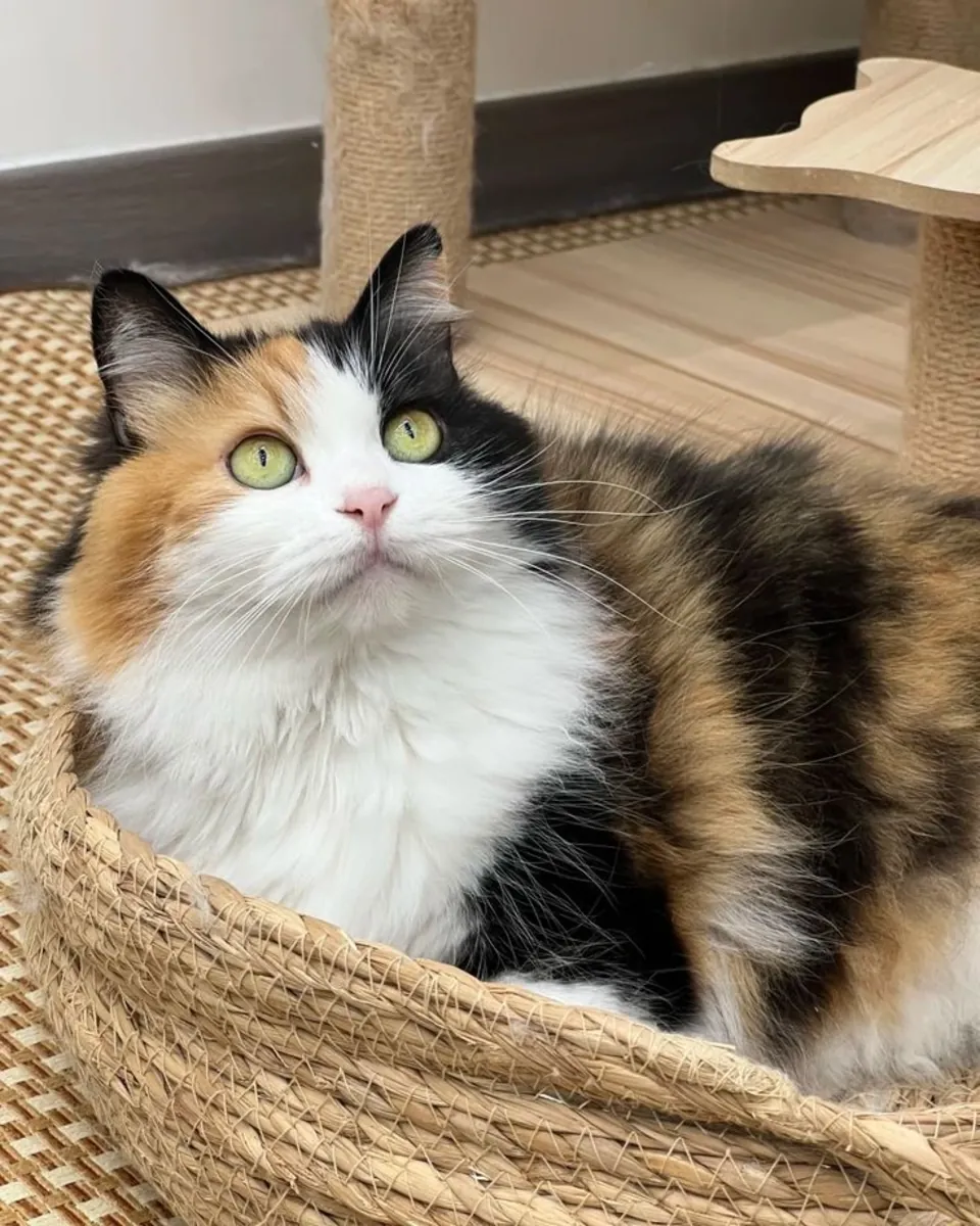 收养西姆里克猫 | 活泼好动