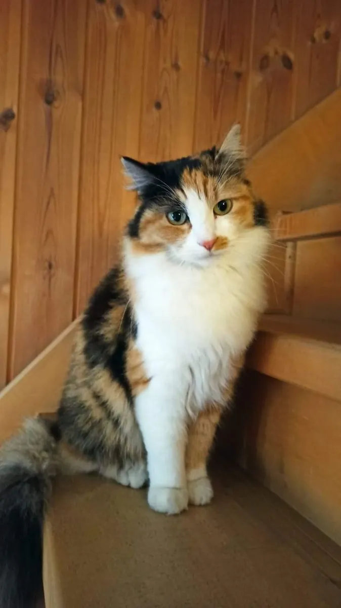 收养西姆里克猫 | 活泼好动