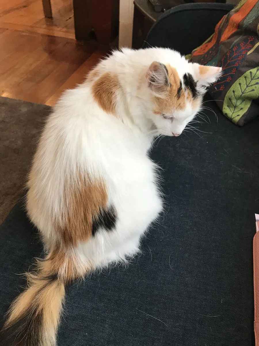 收养西姆里克猫 | 活泼好动