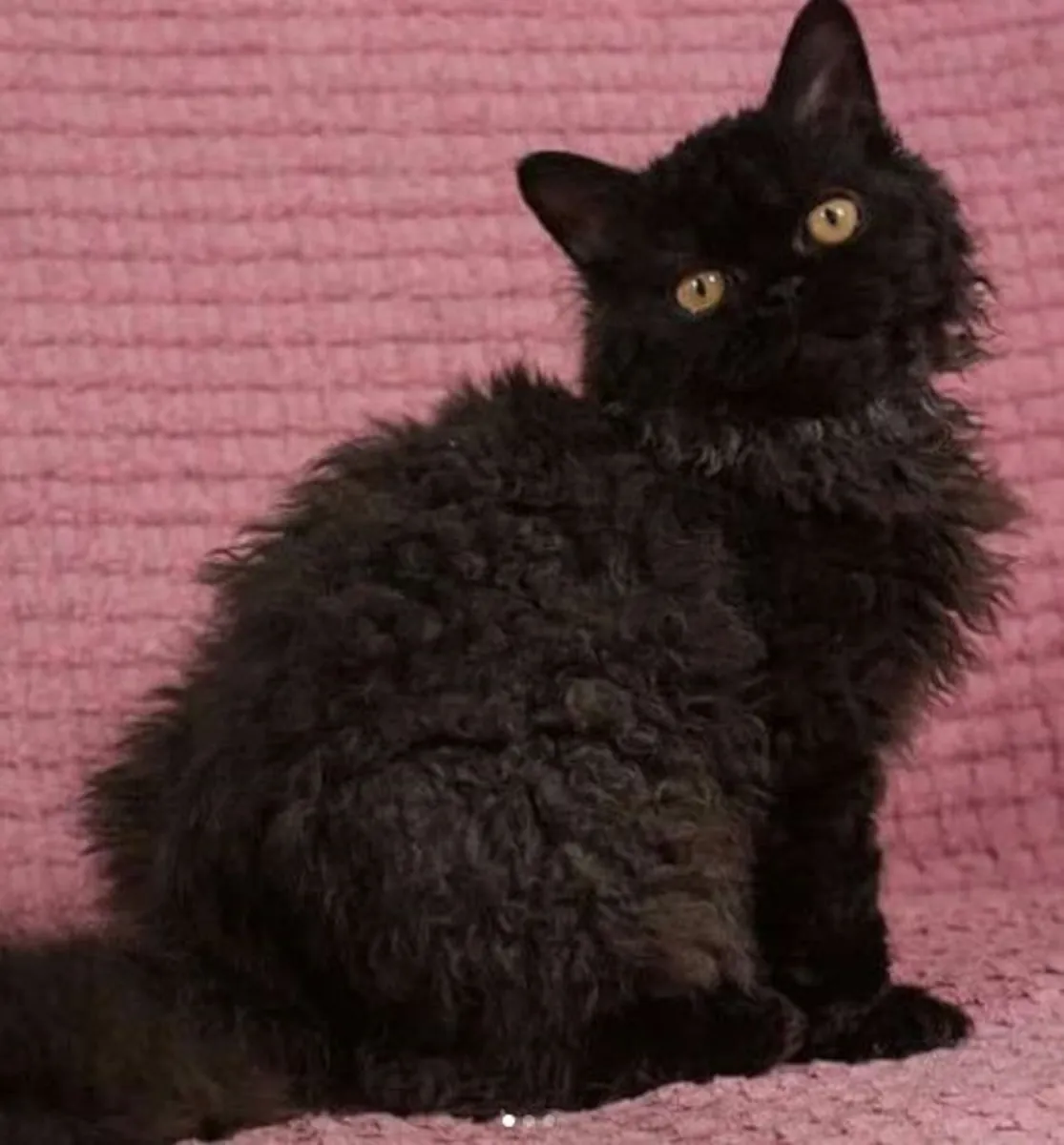 收养塞尔柯克卷毛长毛猫 | 温顺且聪明