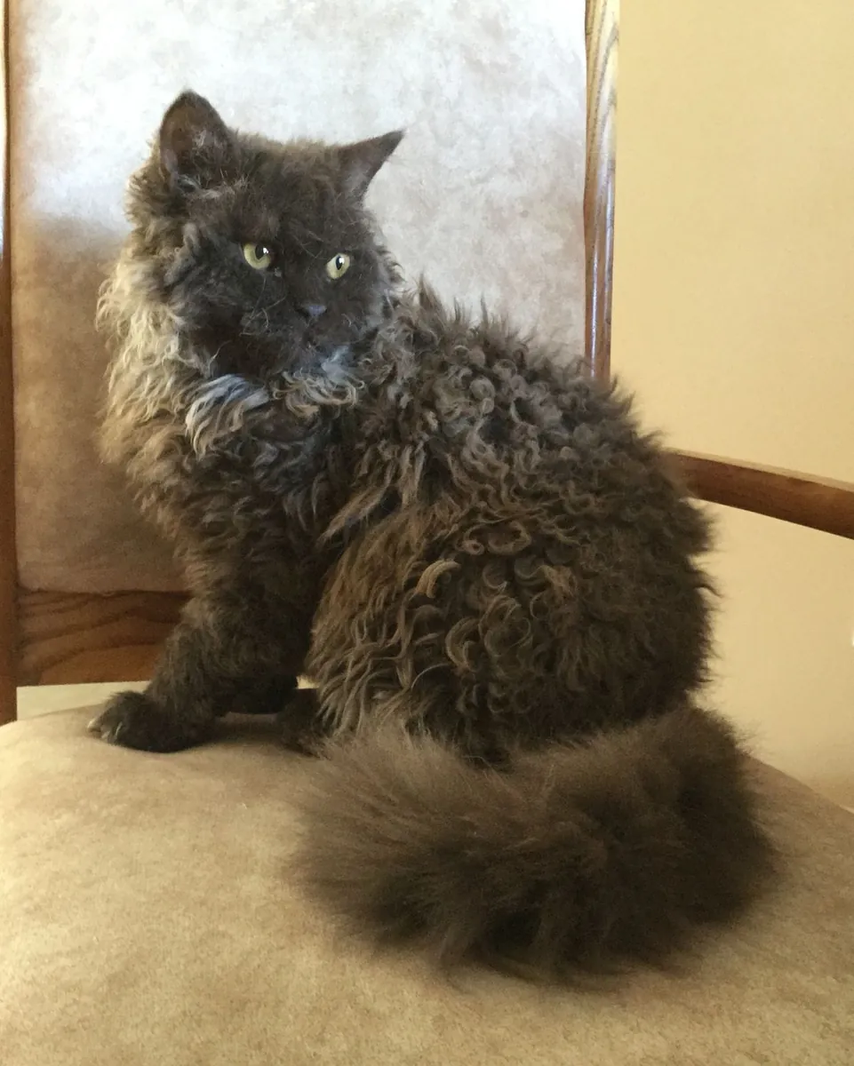 收养塞尔柯克卷毛长毛猫 | 温顺且聪明