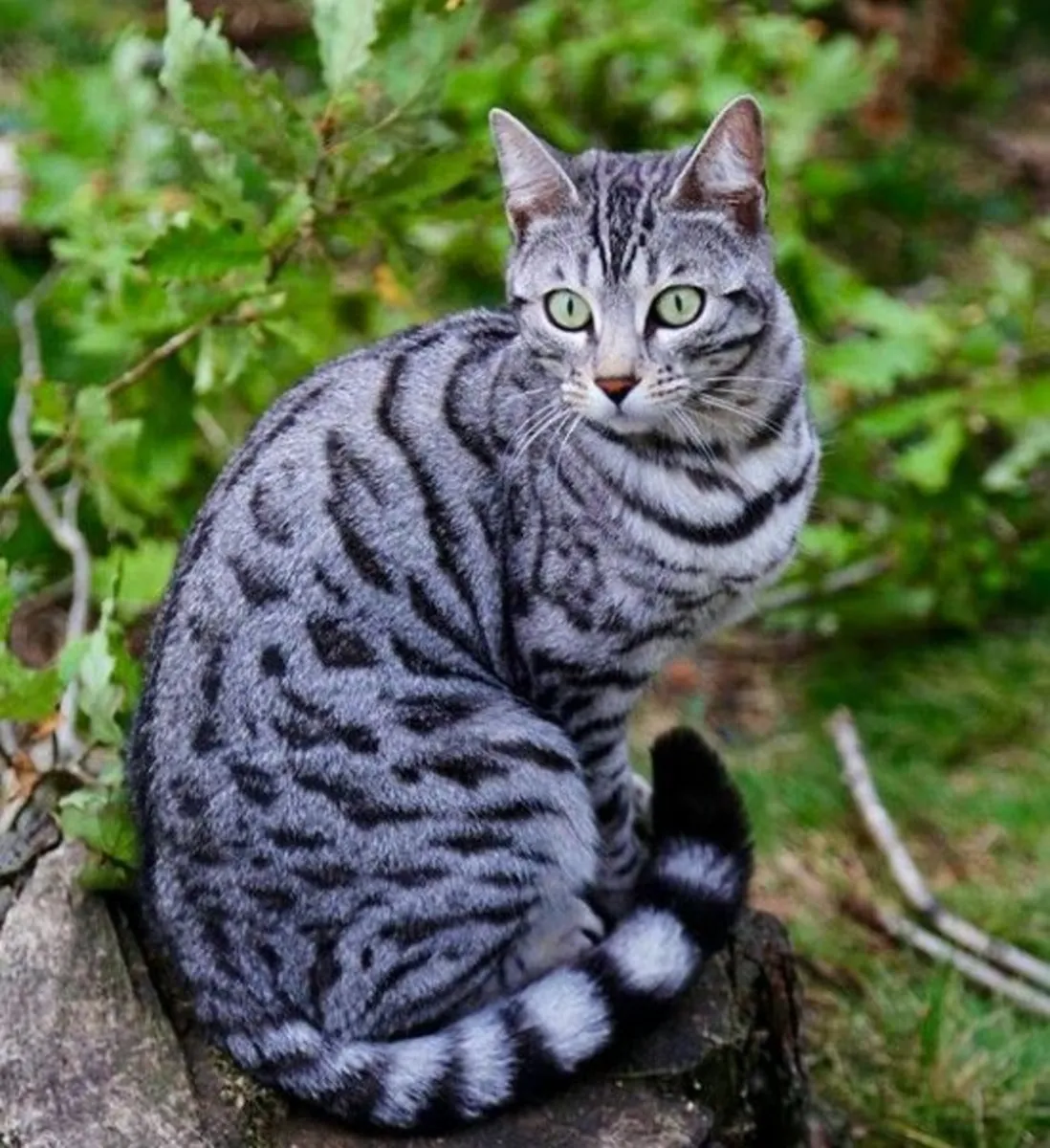 收养美短猫 | 活泼且友好