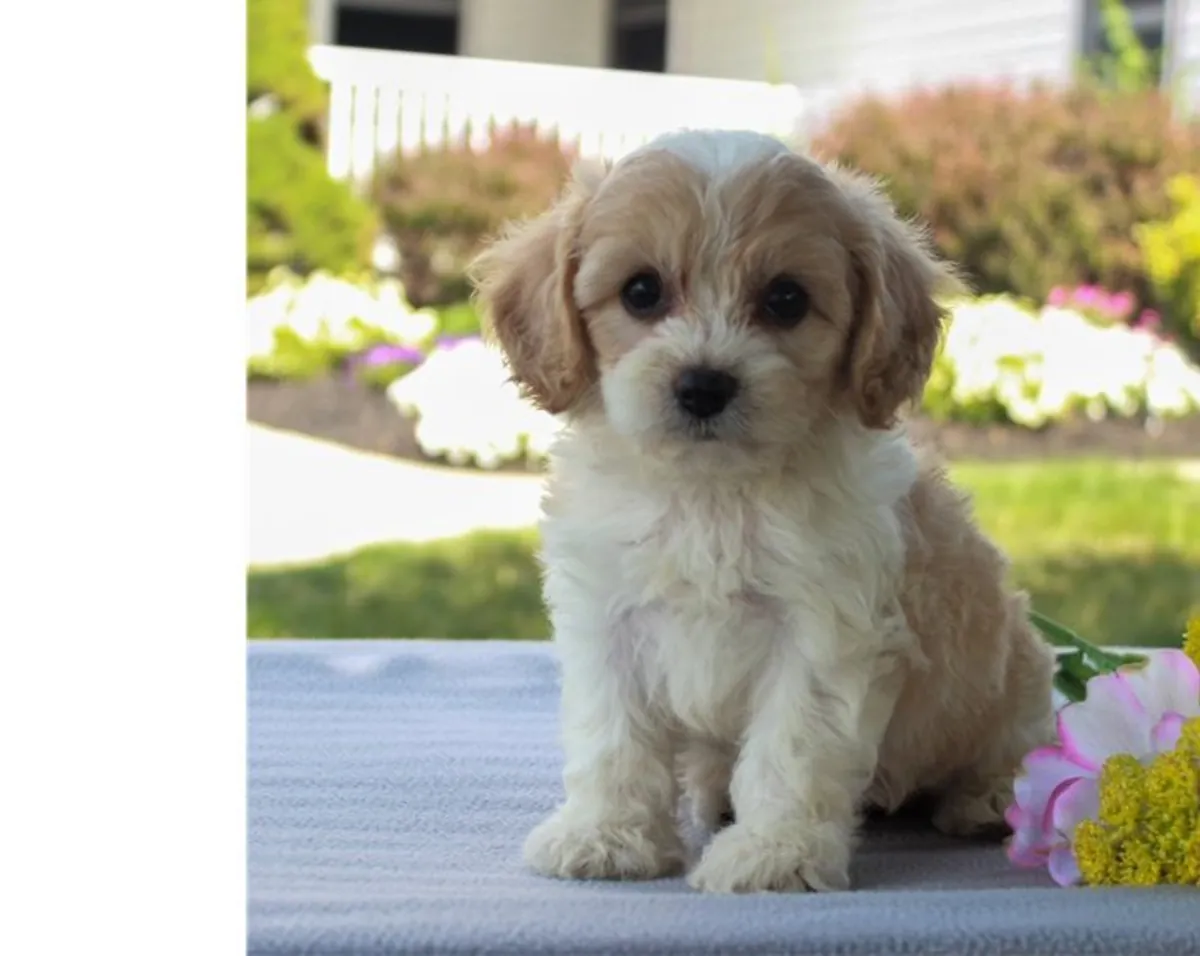 Incroyables chiots F2 Cavachon