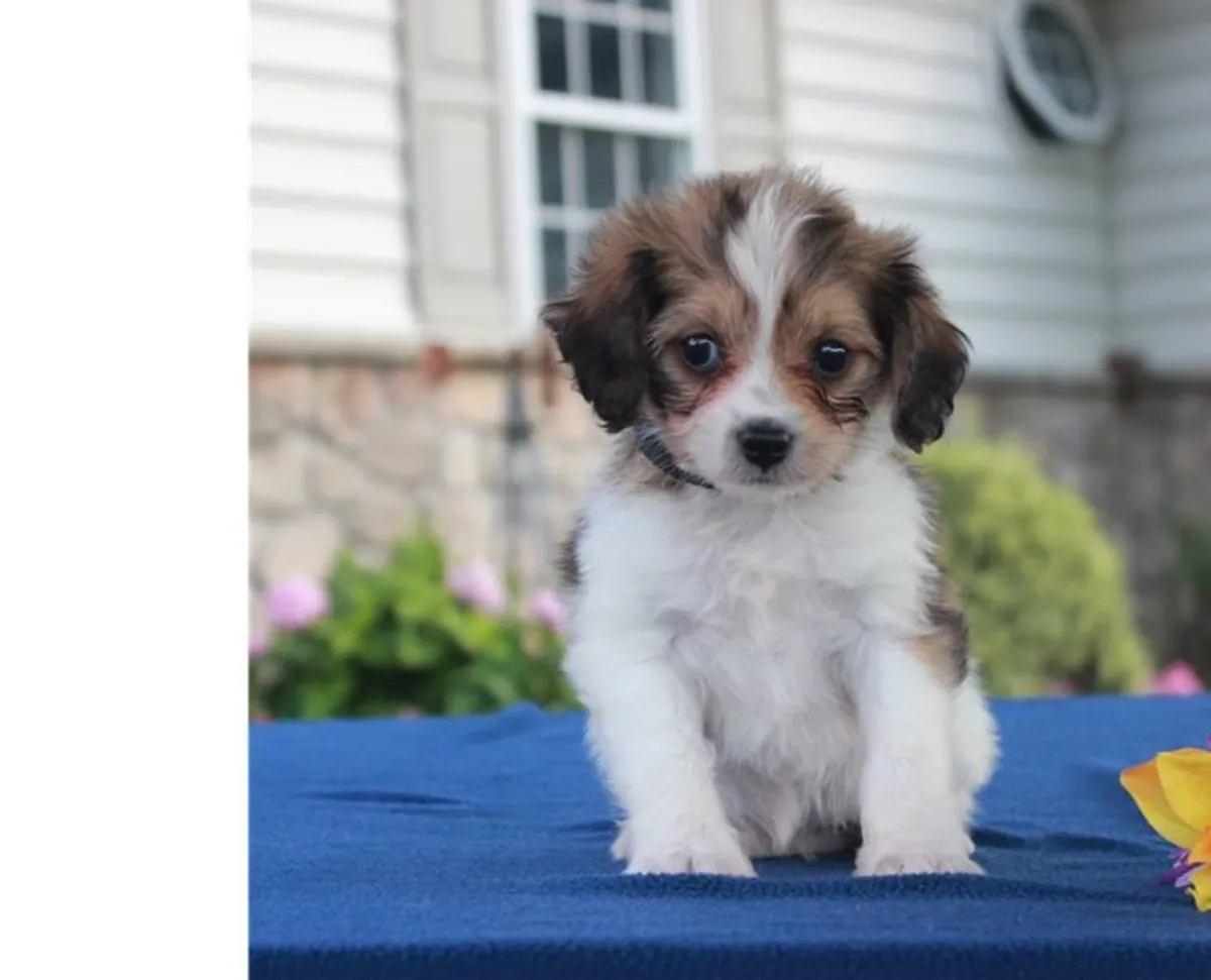 Incroyables chiots F2 Cavachon