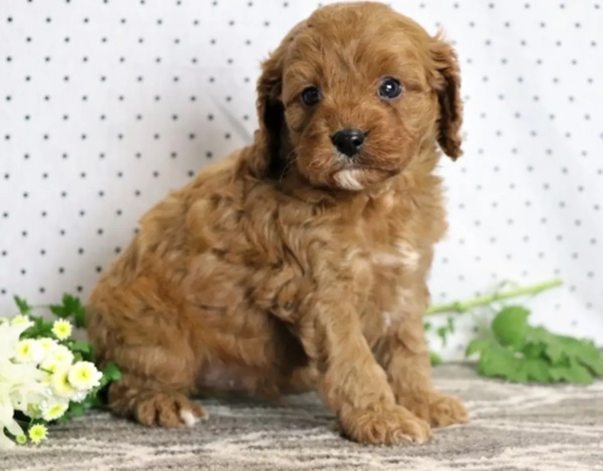 卡瓦普犬小狗现在可以领养