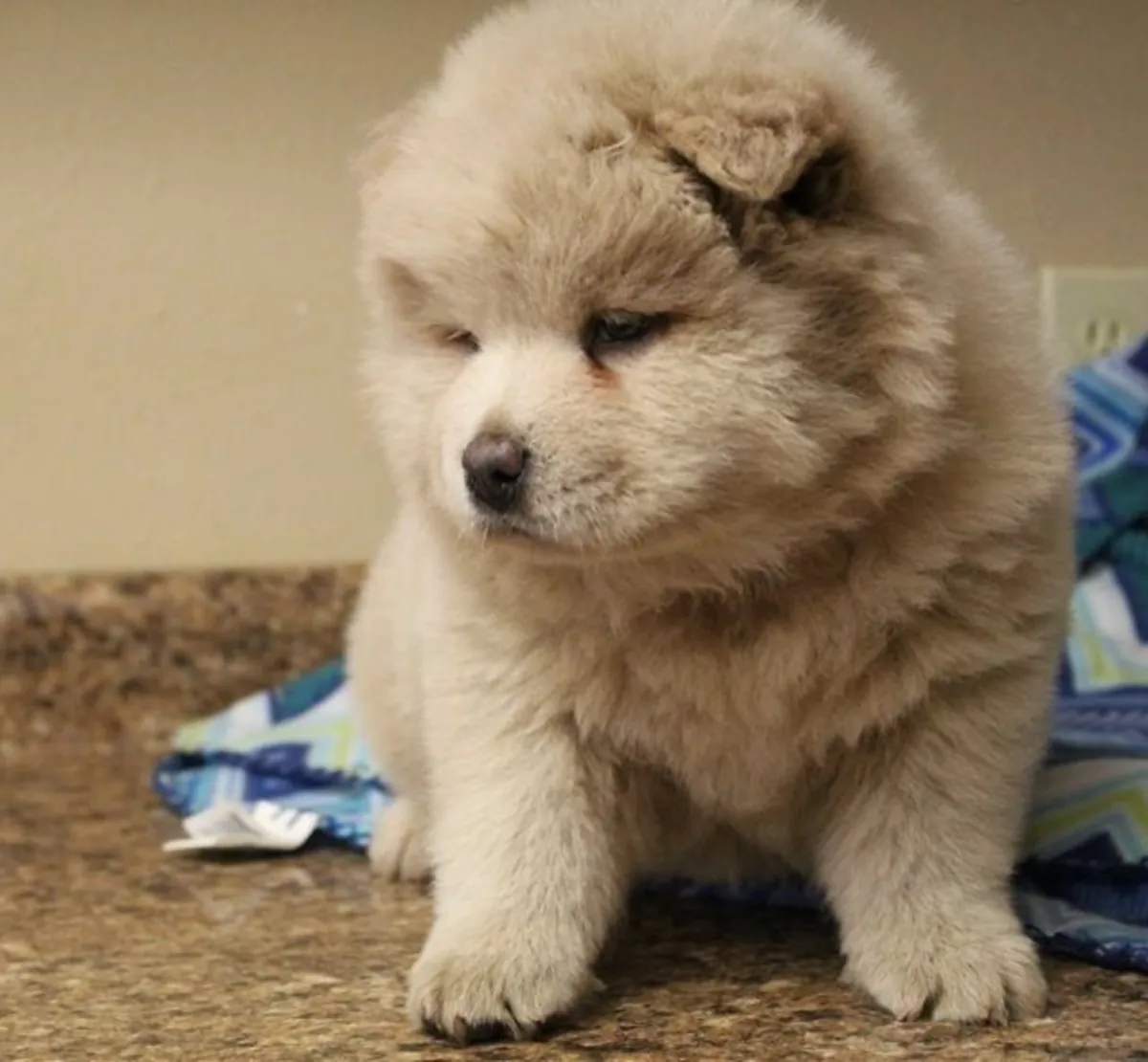 Chow Chow Yavruları Satılık