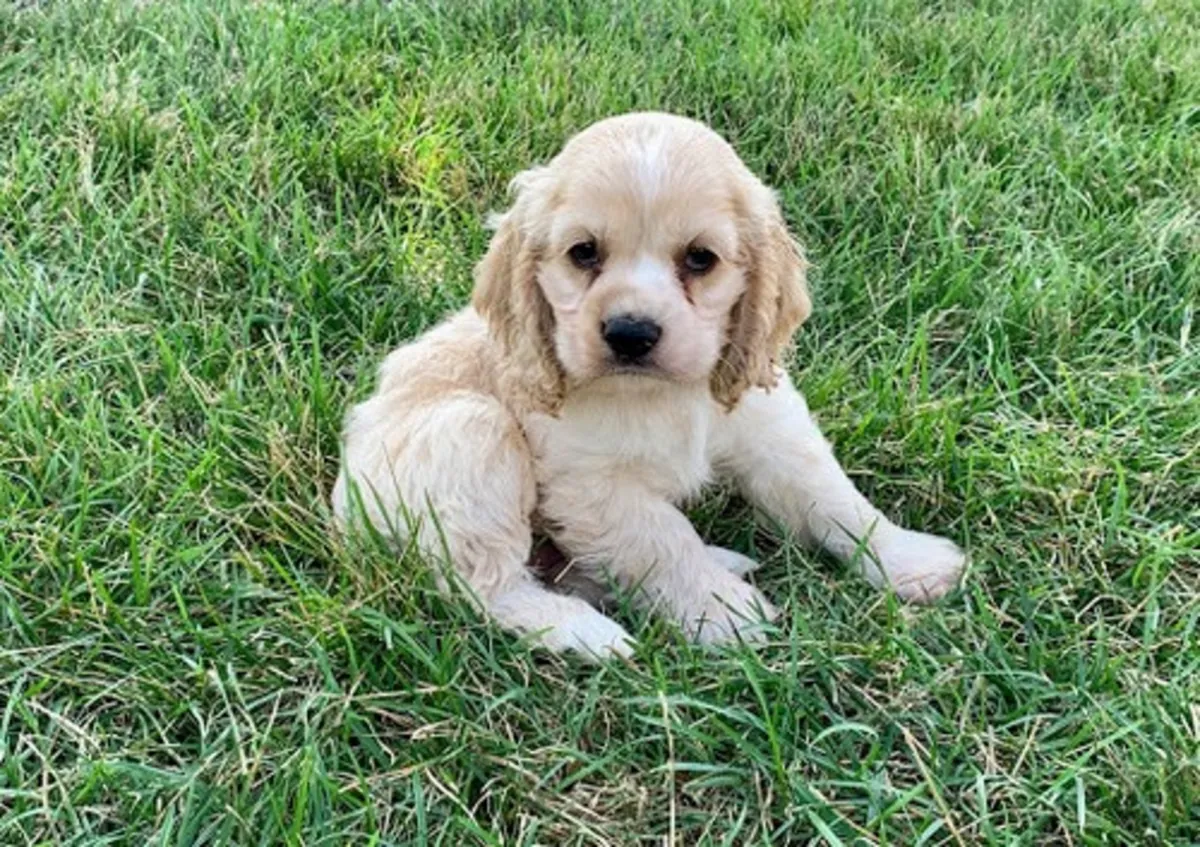 Beaux chiots Cocker Spaniel