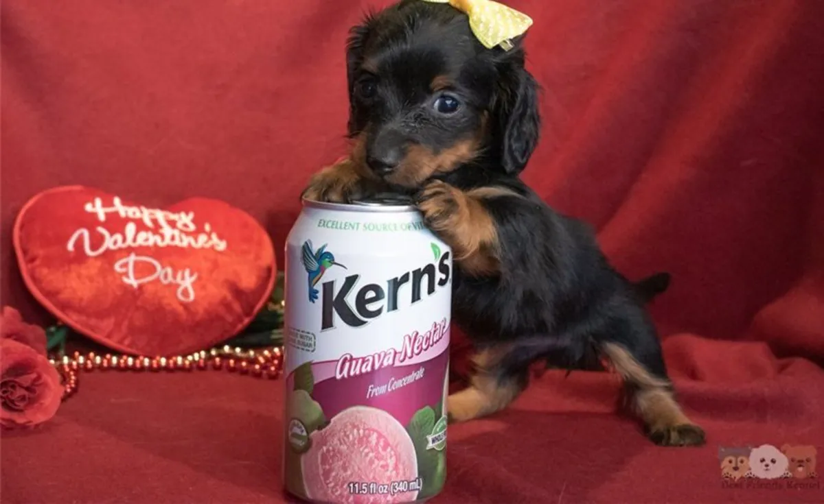 Kc注册迷你长毛腊肠犬幼犬