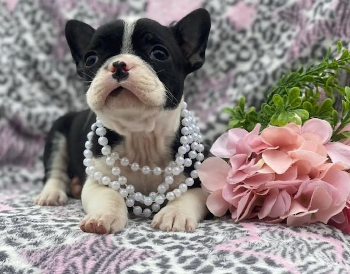 French Bulldog Puppies Kc Ready To Go!