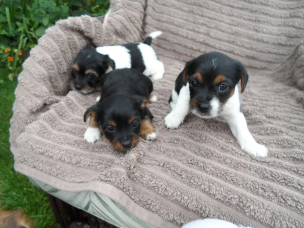 Beautifully jackapoo Puppy ready