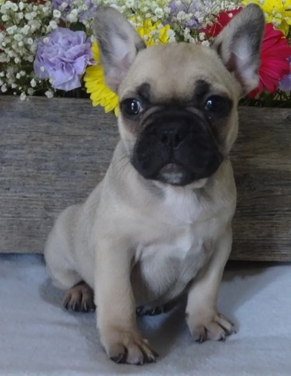 5 Preciosos Cachorros Pug Registrados en KC