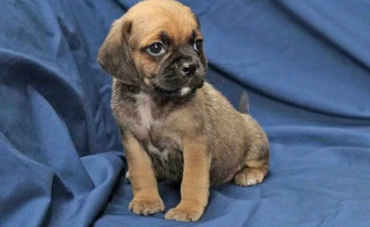 Beaux chiots Puggle