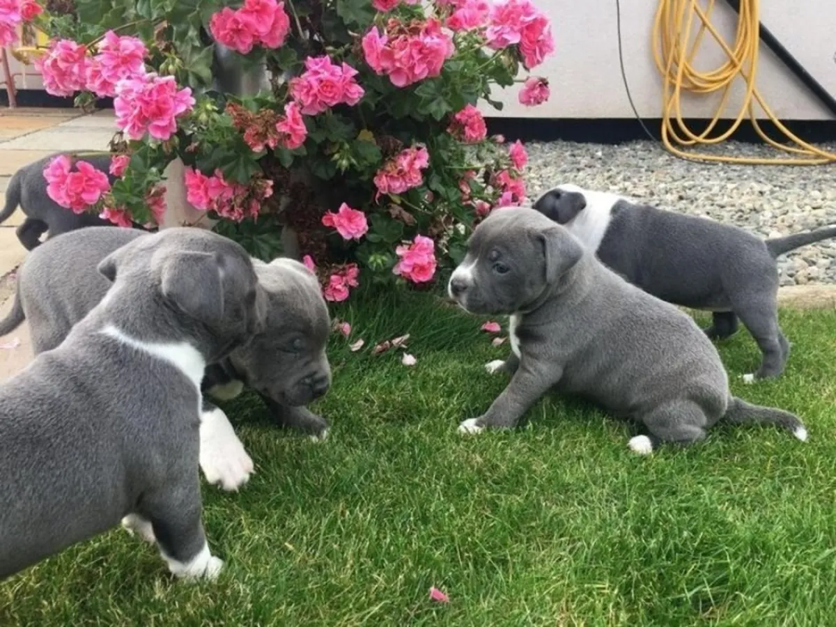 斯塔福德郡斗牛犬小狗