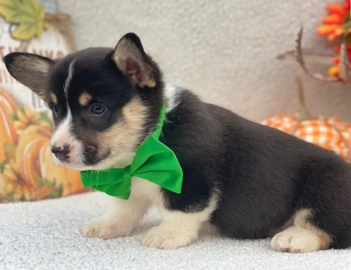Welsh Pembrokeshire Corgi Pups - Kc Registered 