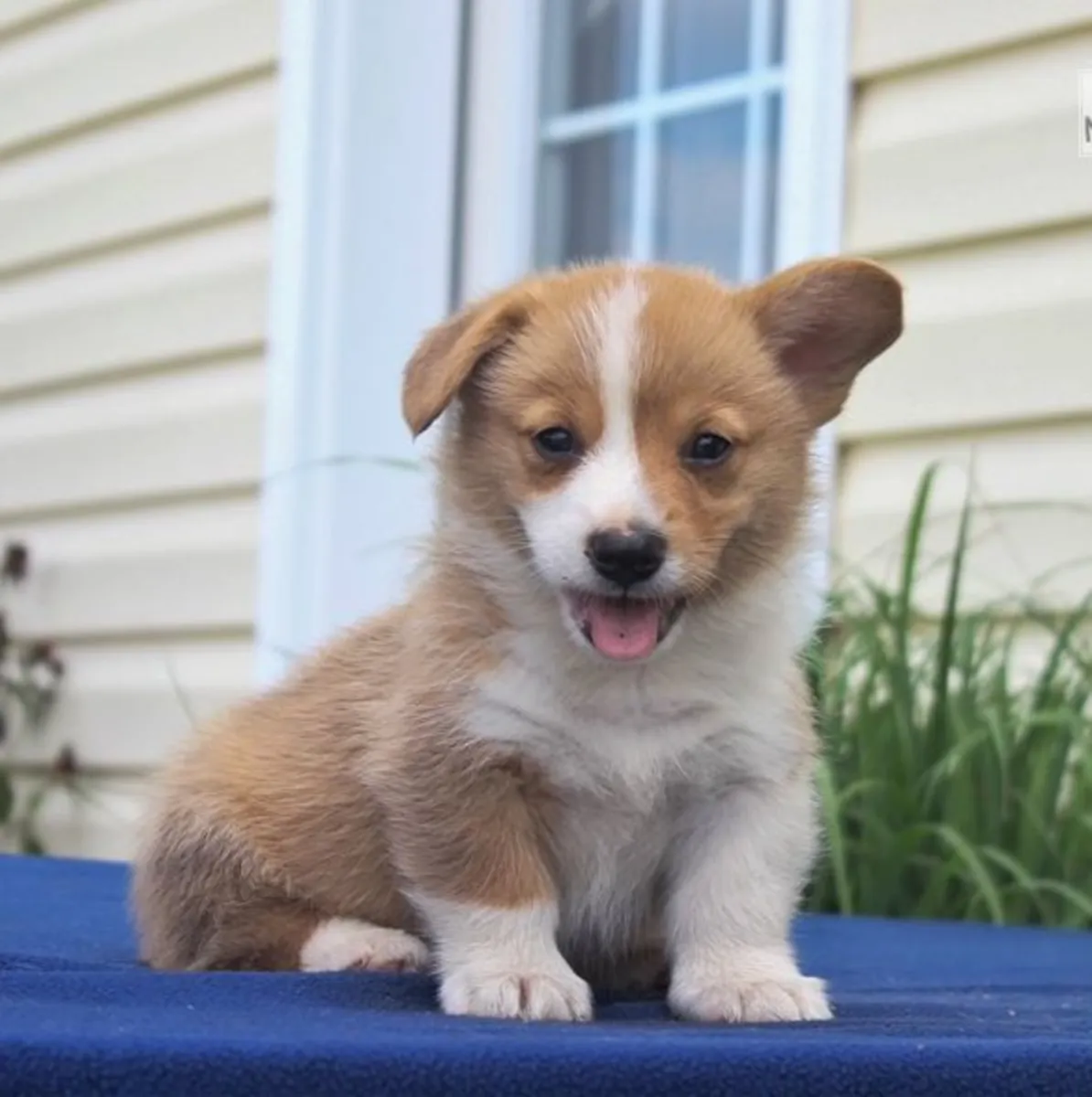 Welsh Pembrokeshire Corgi Pups - Kc Registered 