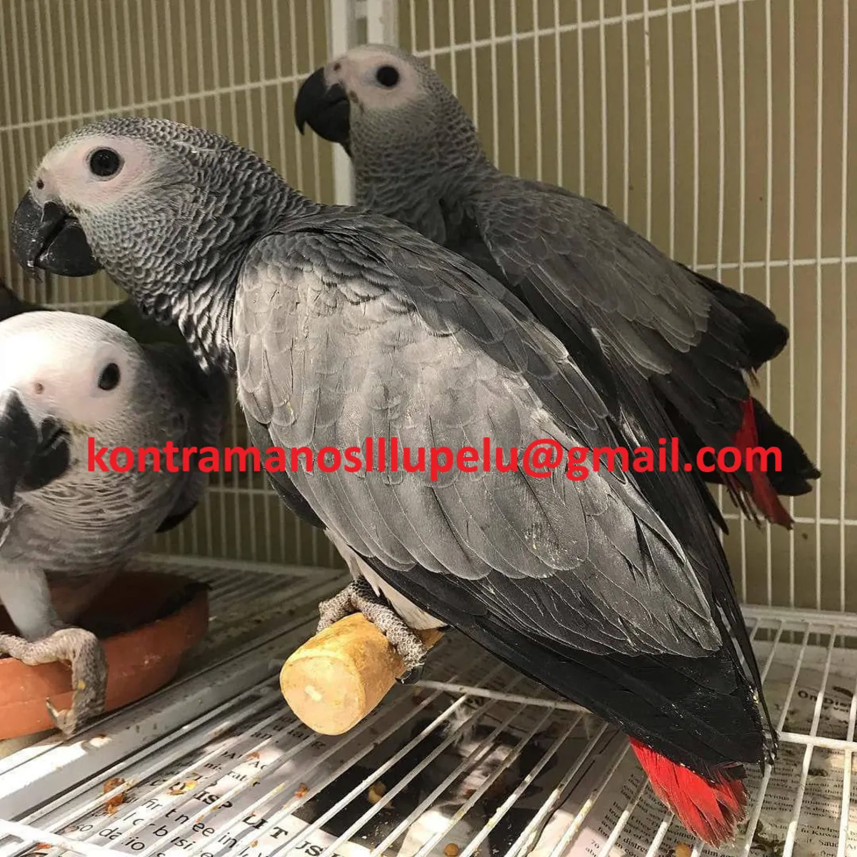 Healthy African Grey Parrot