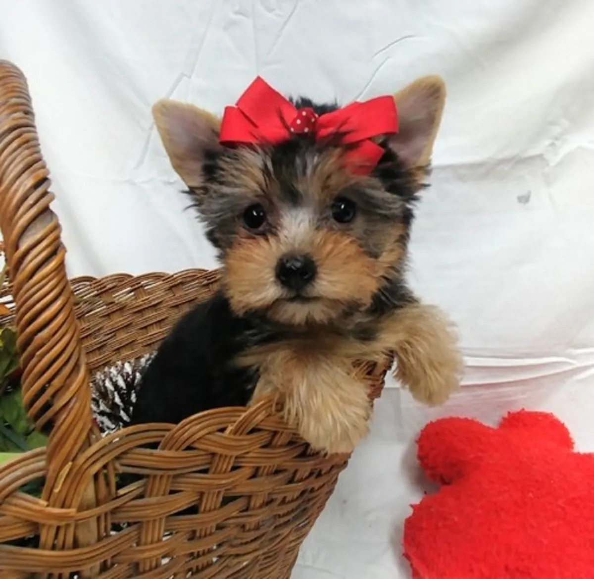 可爱的约克夏犬幼犬 5 纯种