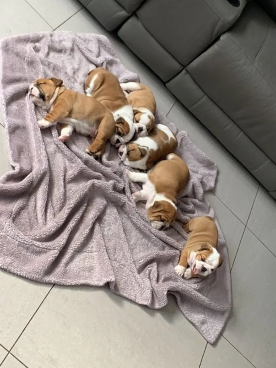 Muhteşem İngiliz Bulldog yavruları mevcut