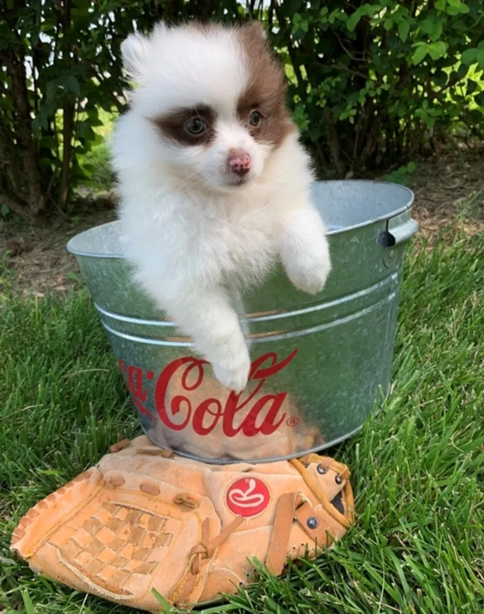 两只超棒的T杯博美犬小狗