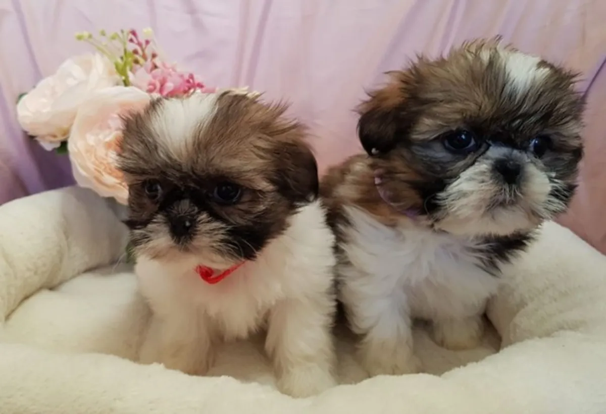 Adorables Cachorros Shih Tzu Machos y Hembras