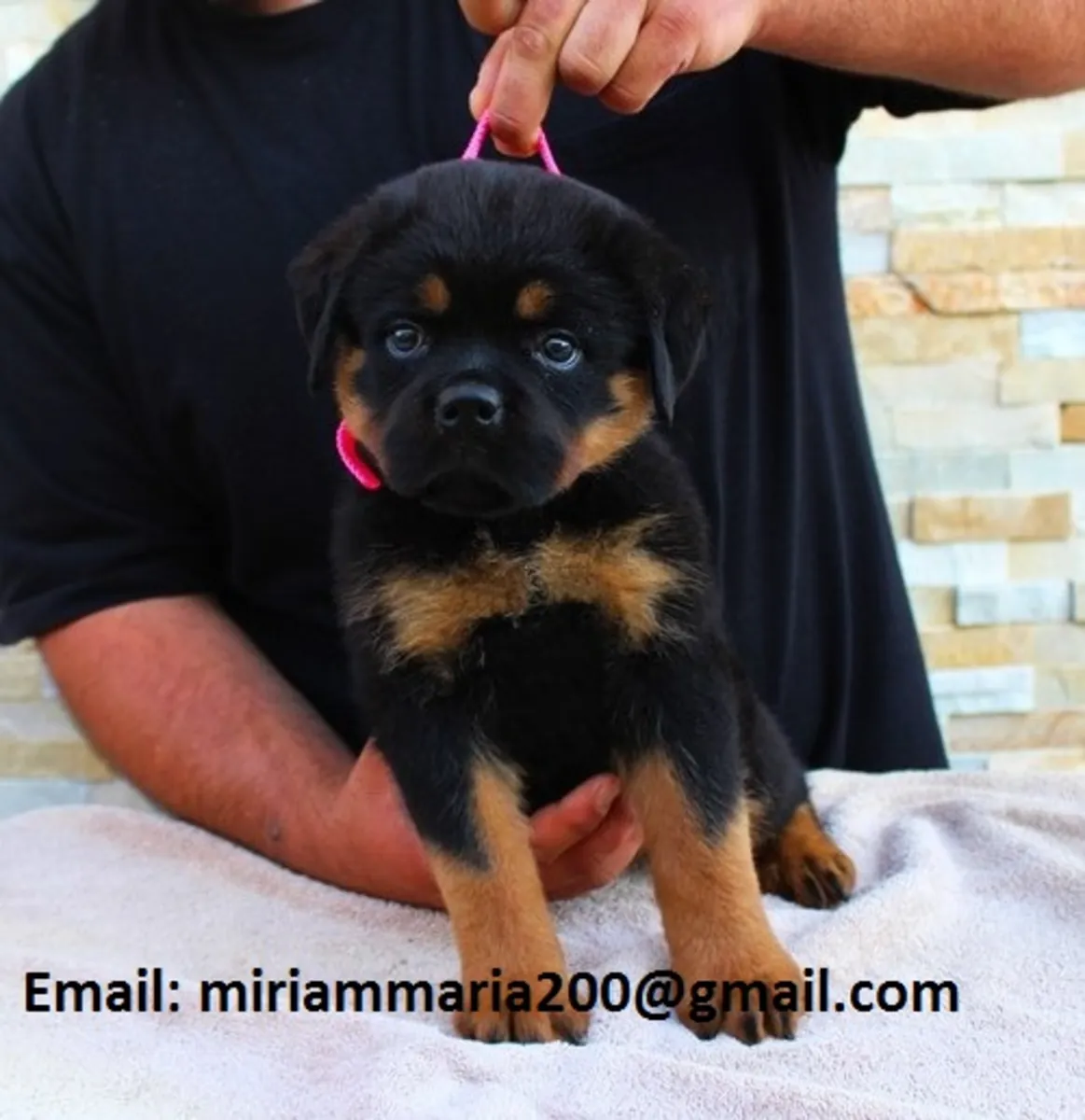 Cachorros Rottweiler especiales
