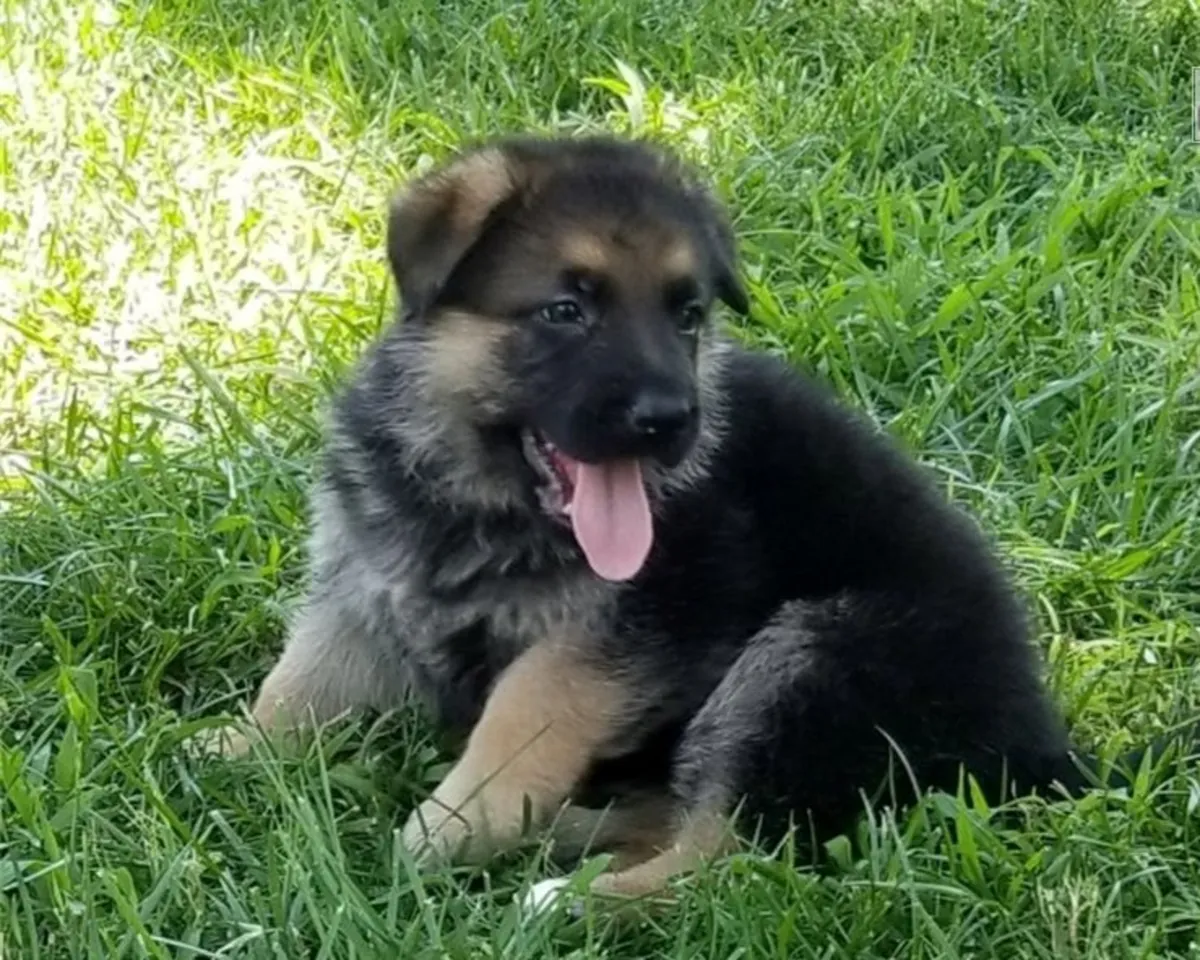 优质德国牧羊犬幼犬