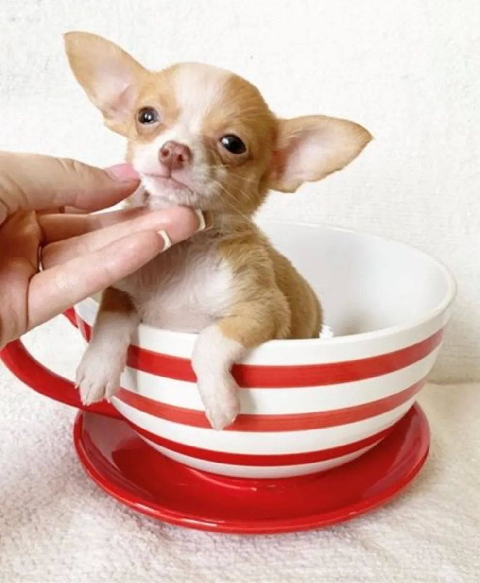 12周大的吉娃娃小狗 CHIHUAHUA,