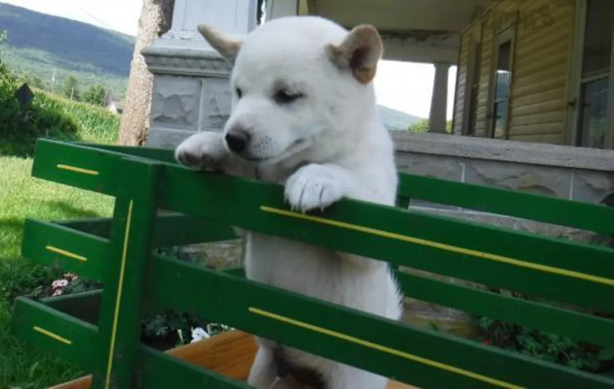 Chiots Shiba Inu Japonais à vendre