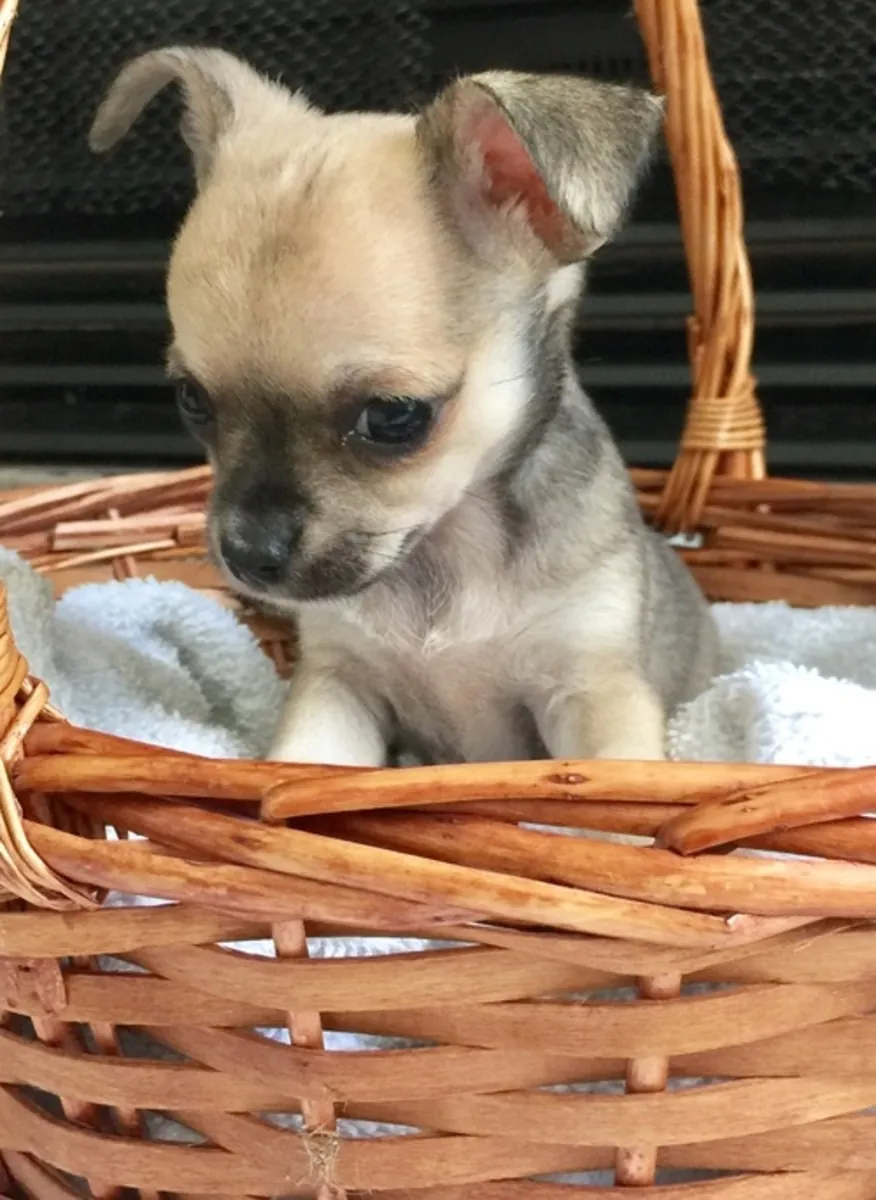 Cachorro de Chihuahua de 12 semanas