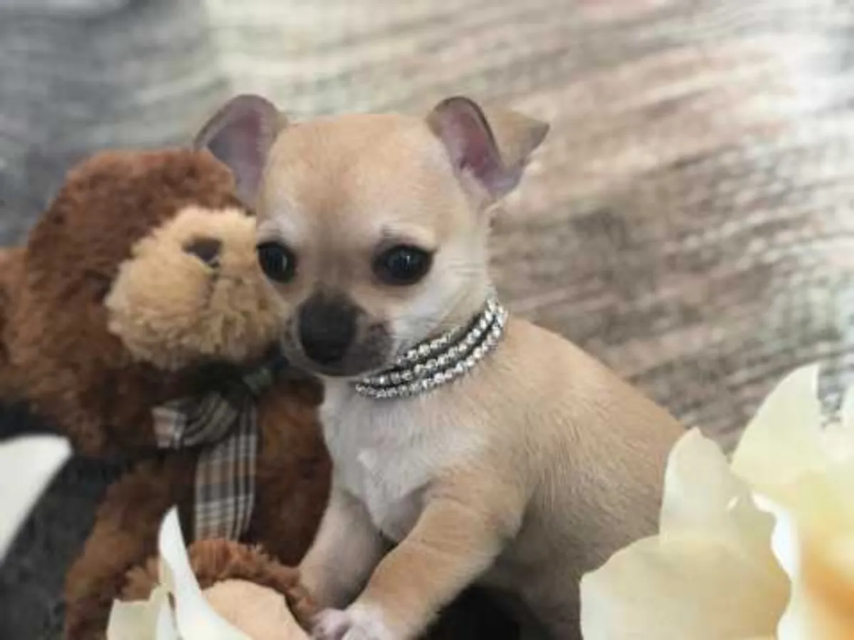Cachorro de Chihuahua de 12 semanas