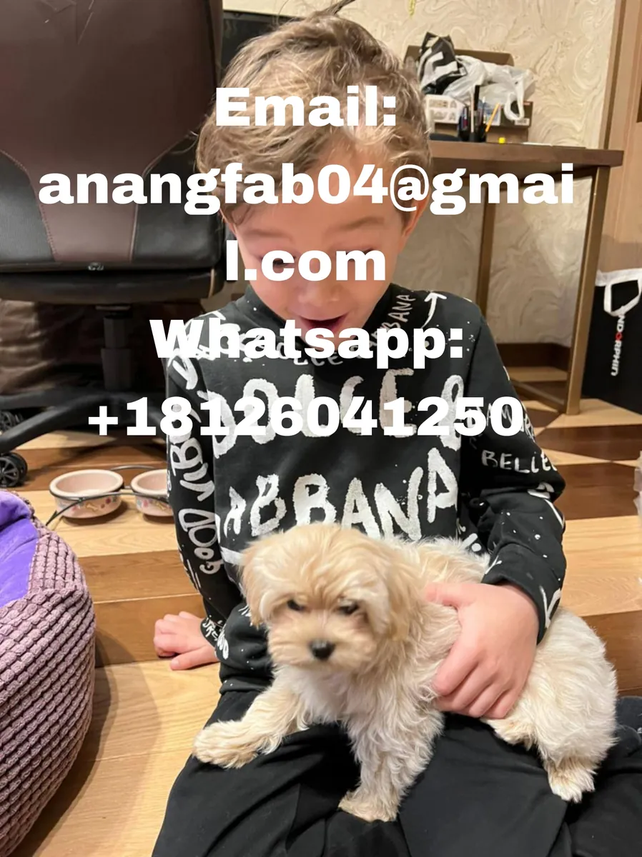 Очаровательный Мальтипу