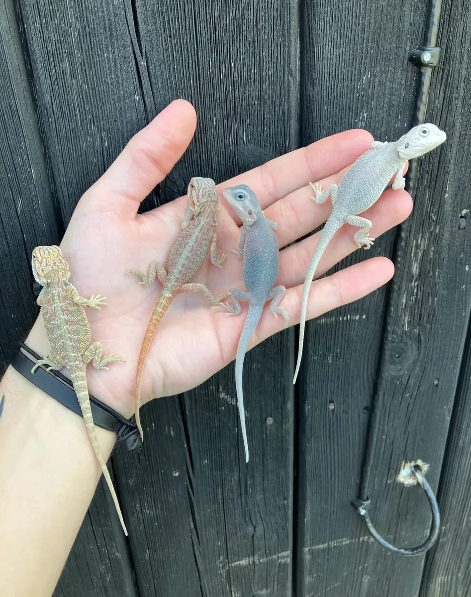 华丽的胡须龙