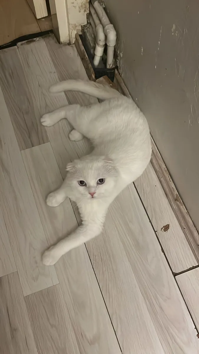 Scottish fold