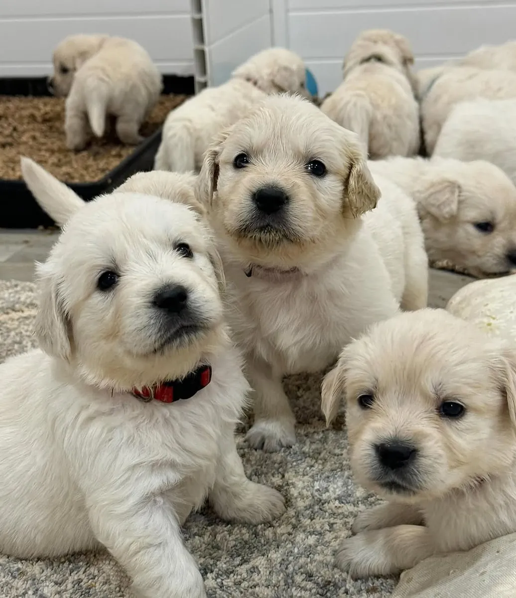 🐾 Golden Retrievers à adopter | WhatsApp: 965 627 834