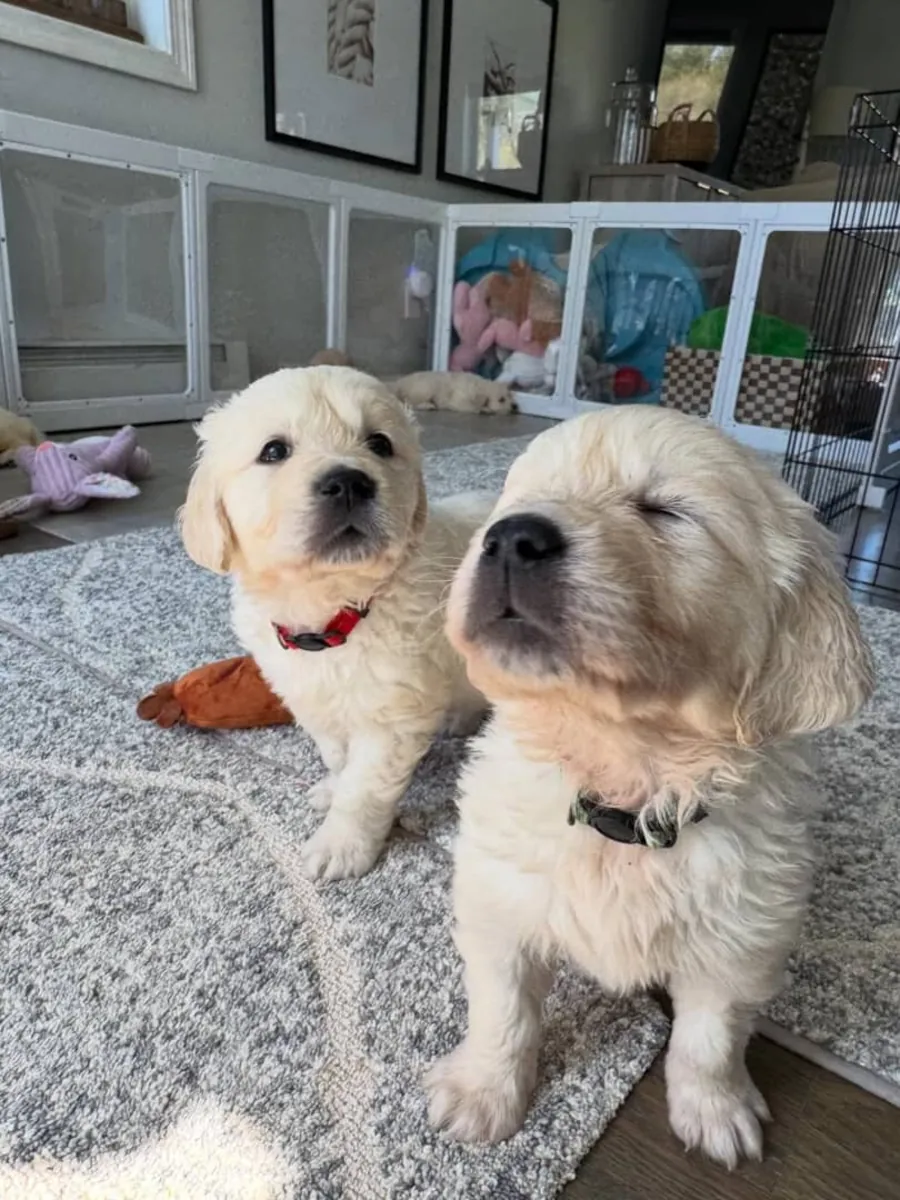 🐾 Golden Retrievers à adopter | WhatsApp: 965 627 834