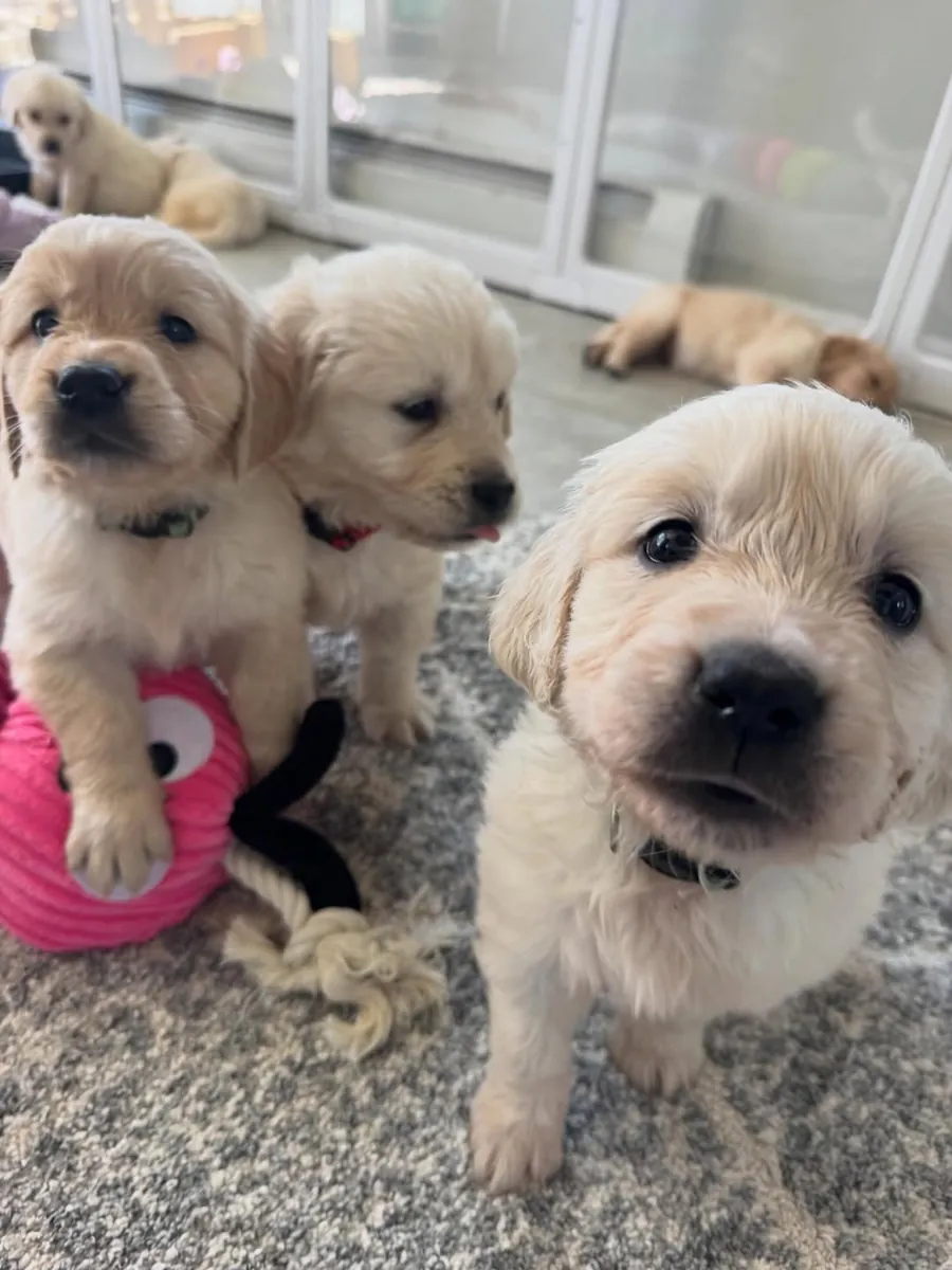 🐾 Golden Retrievers à adopter | WhatsApp: 965 627 834