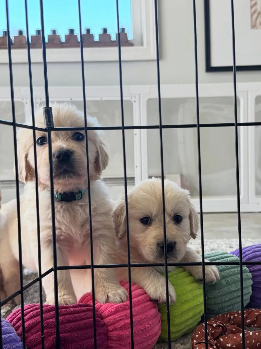 🐾 Golden Retrievers à adopter | WhatsApp: 965 627 834
