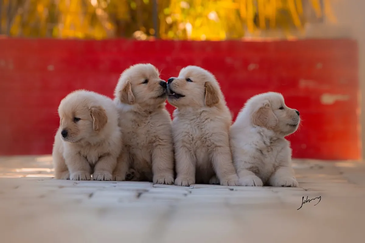 🐾 Golden Retrievers Enchanteurs WhatsApp: 965 627 834