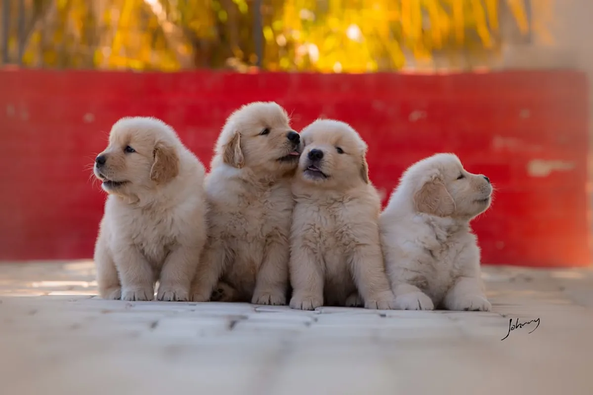 🐾 Golden Retrievers Enchanteurs WhatsApp: 965 627 834
