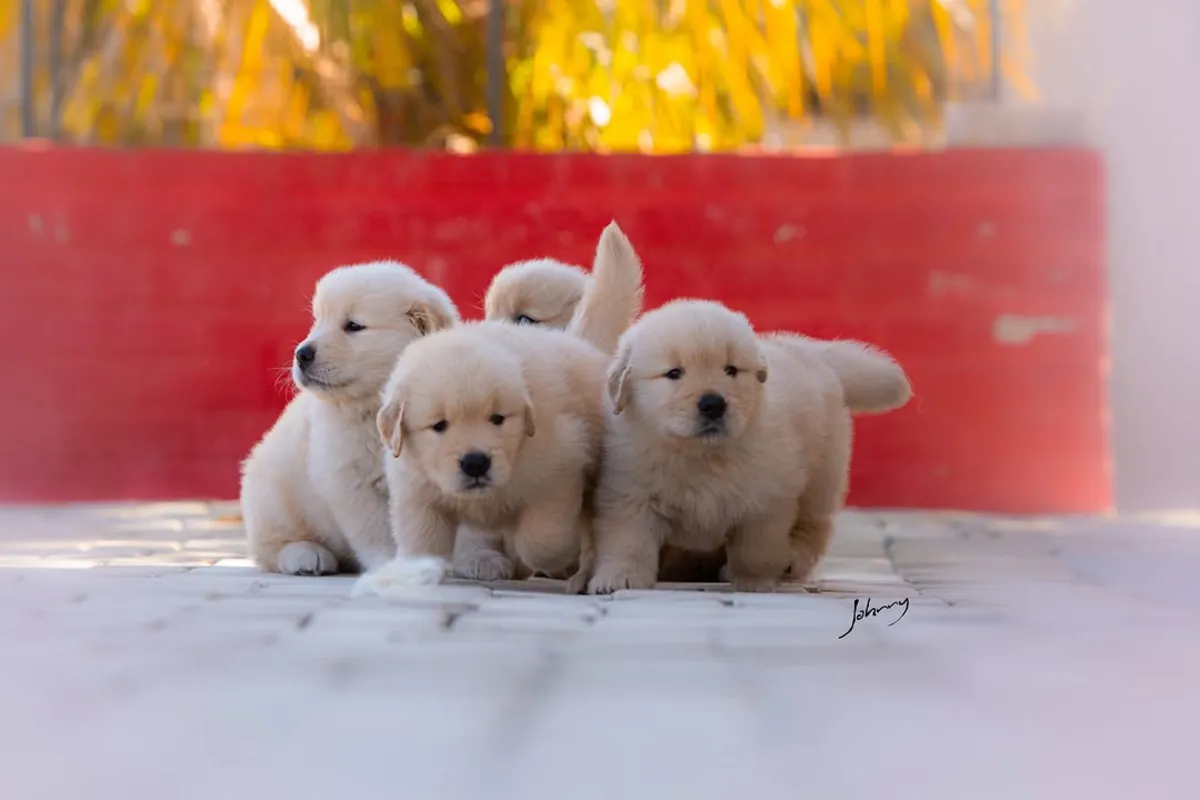 🐾 Golden Retrievers Enchanteurs WhatsApp: 965 627 834