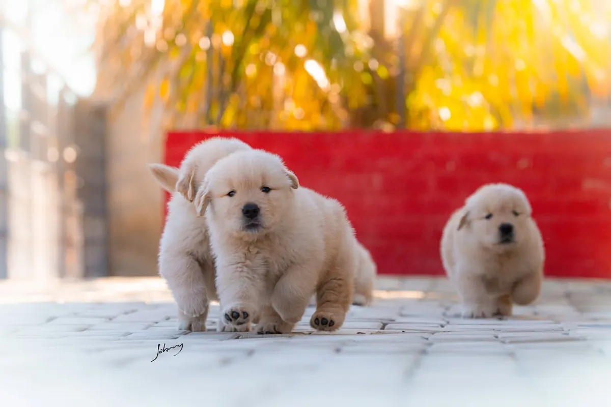 🐾 Golden Retrievers Enchanteurs WhatsApp: 965 627 834