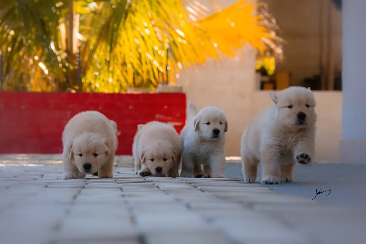 🐾 Golden Retrievers Enchanteurs WhatsApp: 965 627 834