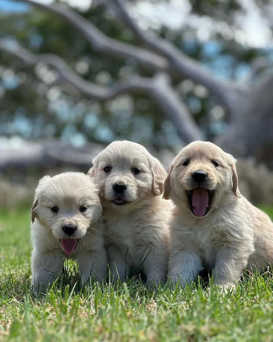 🐾 Golden Retriever Bebés Amor, Beleza e Alegria! | WhatsApp: 965 627 834 🐾