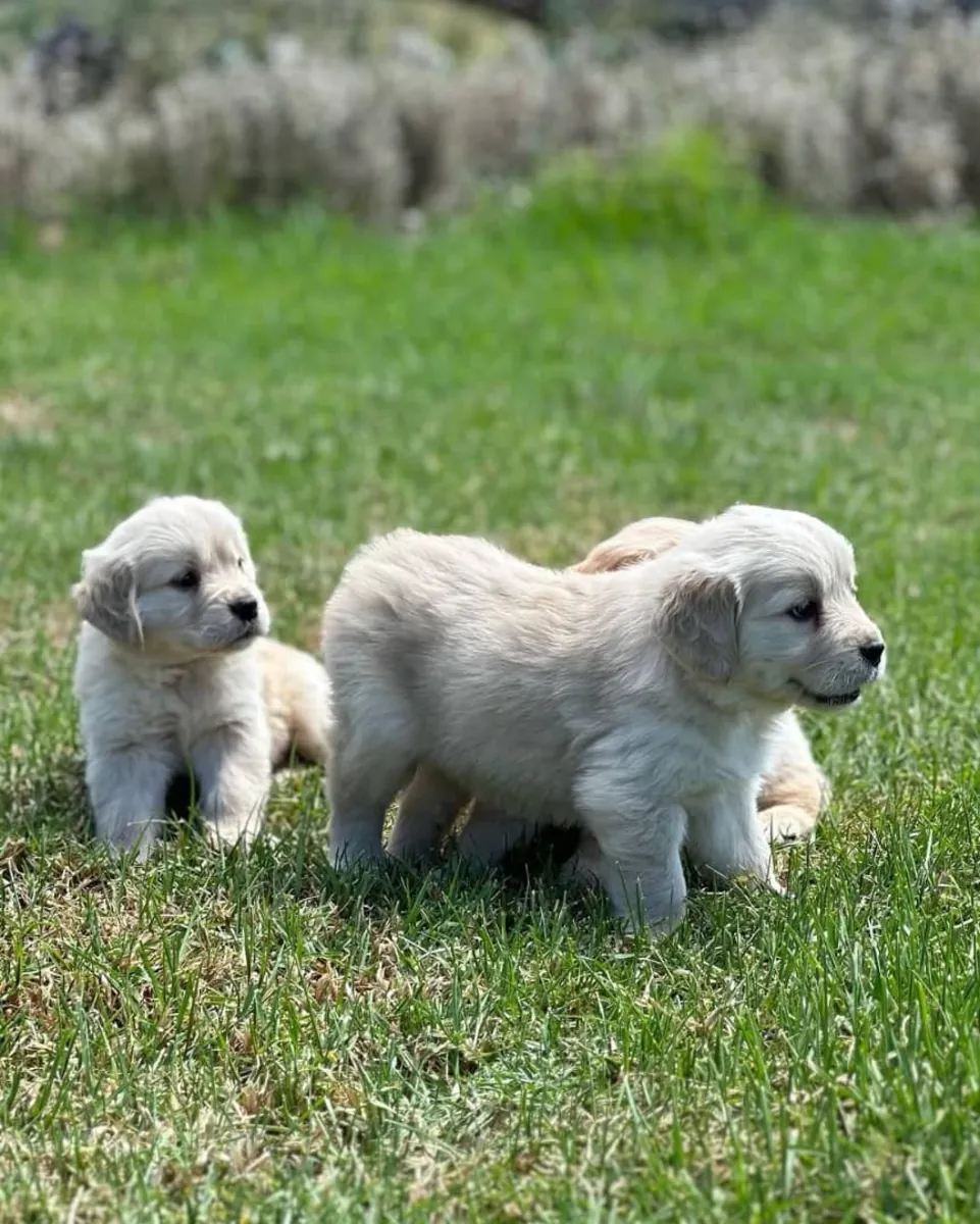 🐾 Golden Retriever Bebés Amor, Beleza e Alegria! | WhatsApp: 965 627 834 🐾