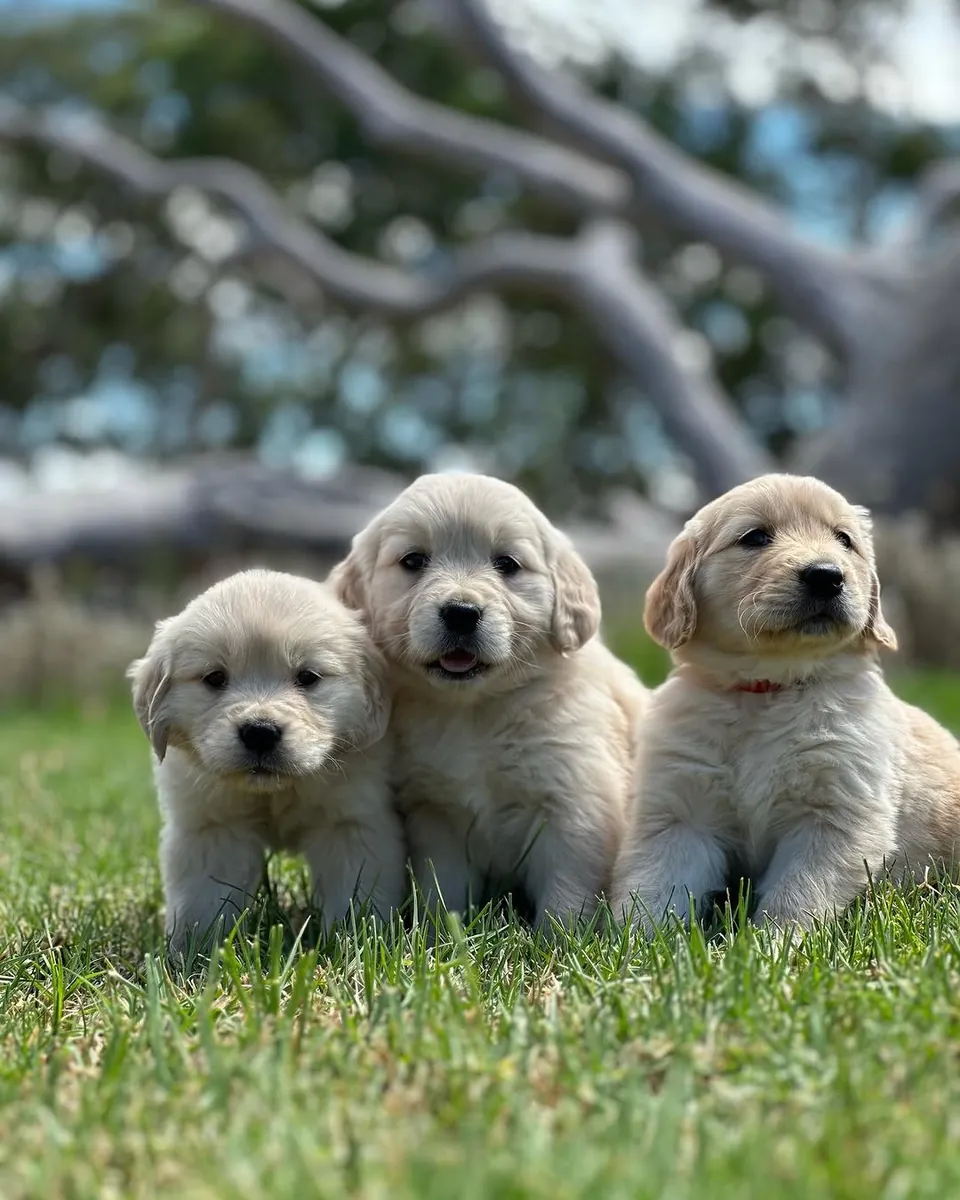 🐾 Golden Retriever Bebés Amor, Beleza e Alegria! | WhatsApp: 965 627 834 🐾